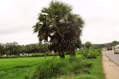 Borassus flabellifer